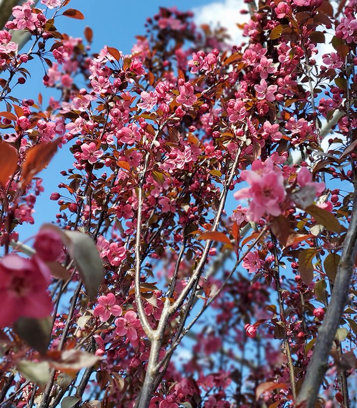 Malus 'Perfect Purple'