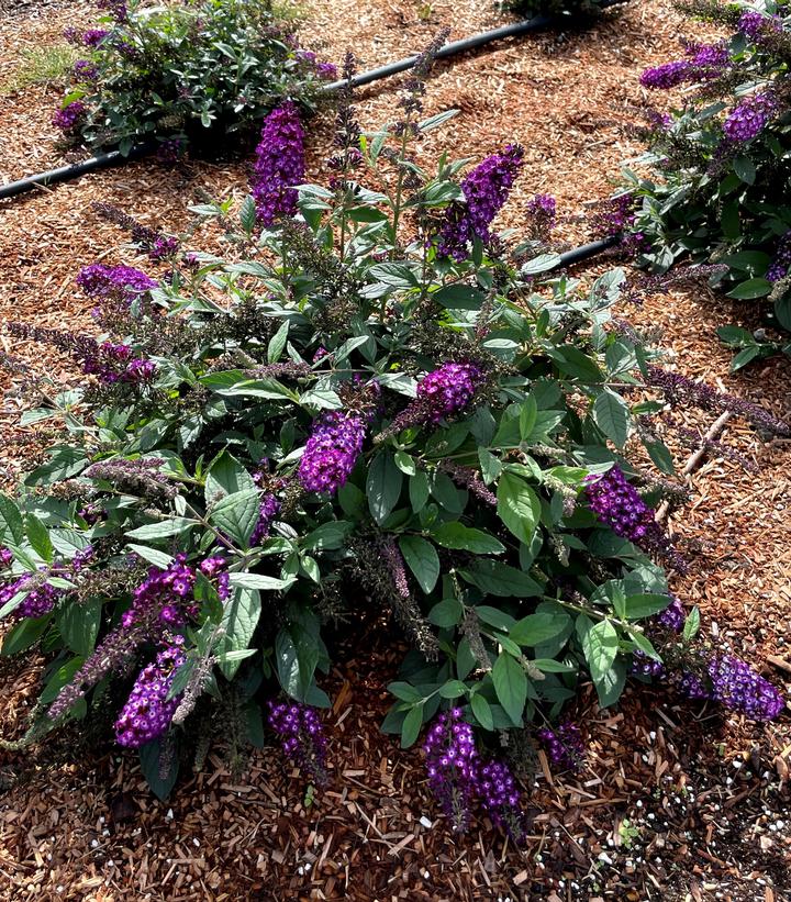 Buddleia x Blueberry Pie™