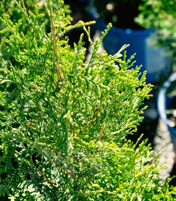 Thuja occidentalis Private Jet™