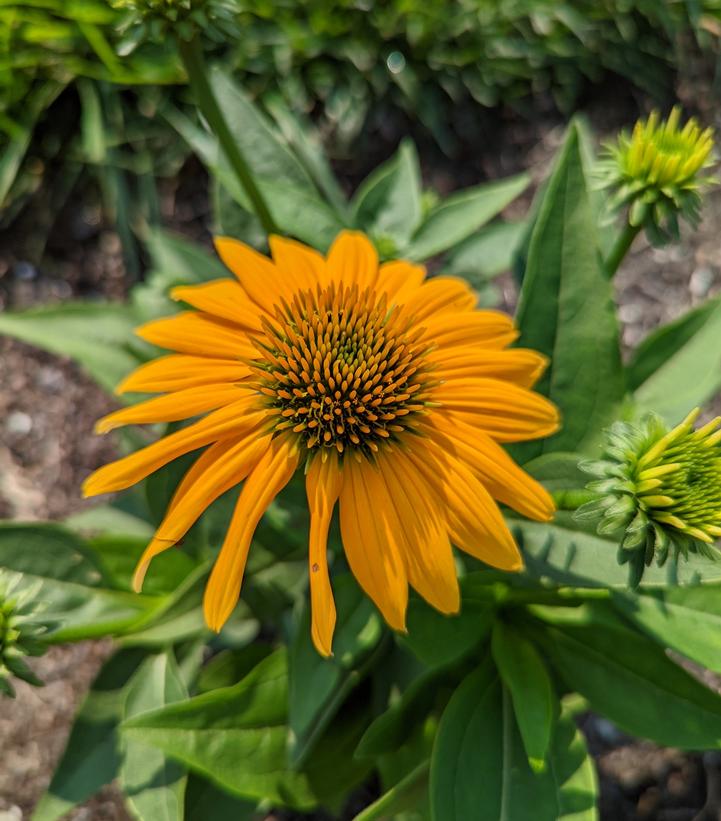 Echinacea x Artisan™ Yellow Ombre
