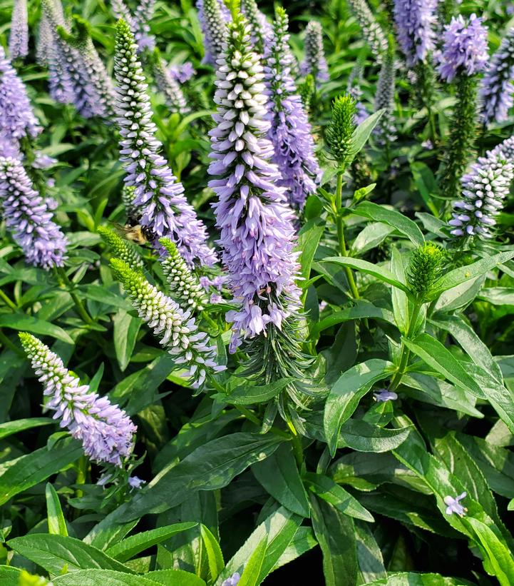 Veronica x Magic Show® 'Ever After'