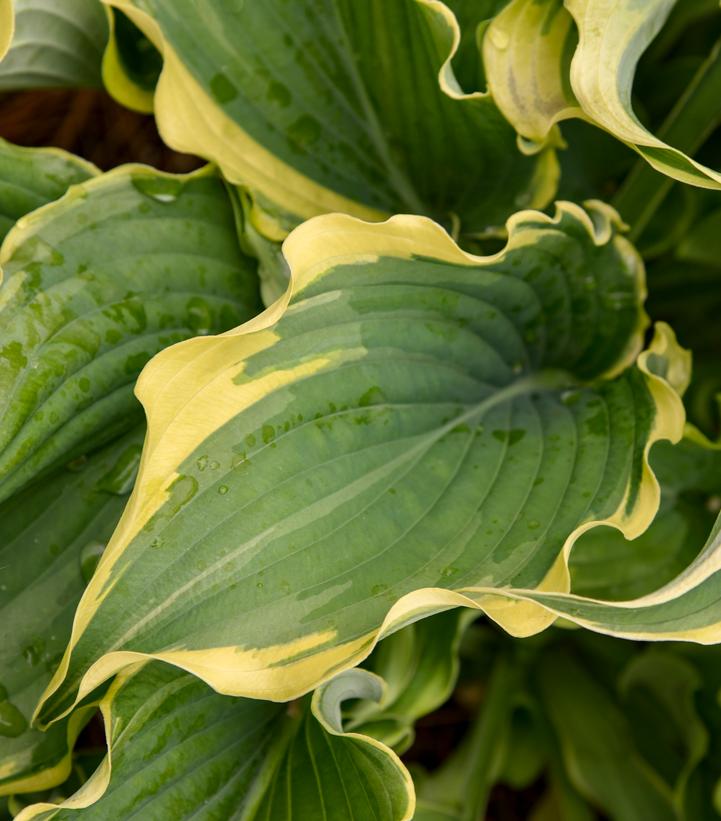 Hosta x Shadowland® 'Voices in the Wind'