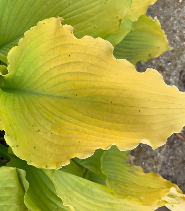 Hosta hybrid Shadowland® 'Echo the Sun'
