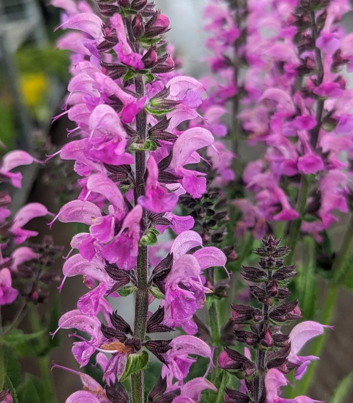 Salvia x Color Spires® 'Back to the Fuchsia'