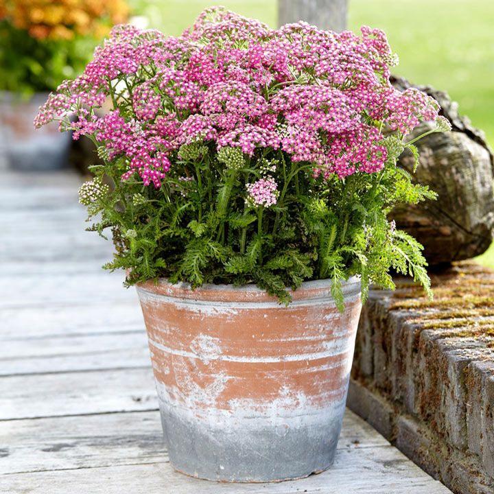 Achillea millefolium Milly Rock™ Rose