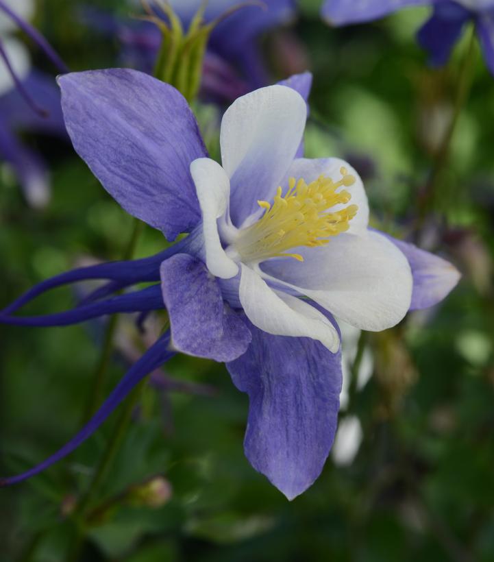 Aquilegia x Earlybird™ Blue White