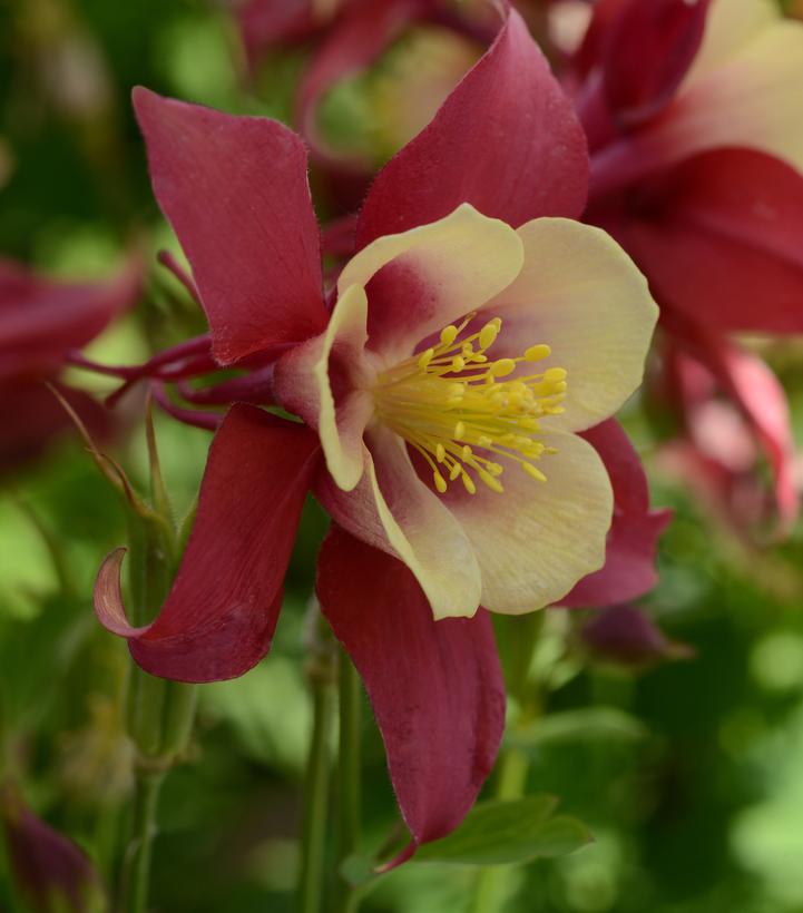 Aquilegia x Earlybird™ Red Yellow