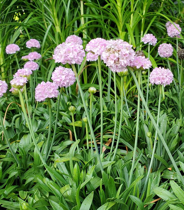 Armeria pseudarmeria Dreameria® Sweet Dreams