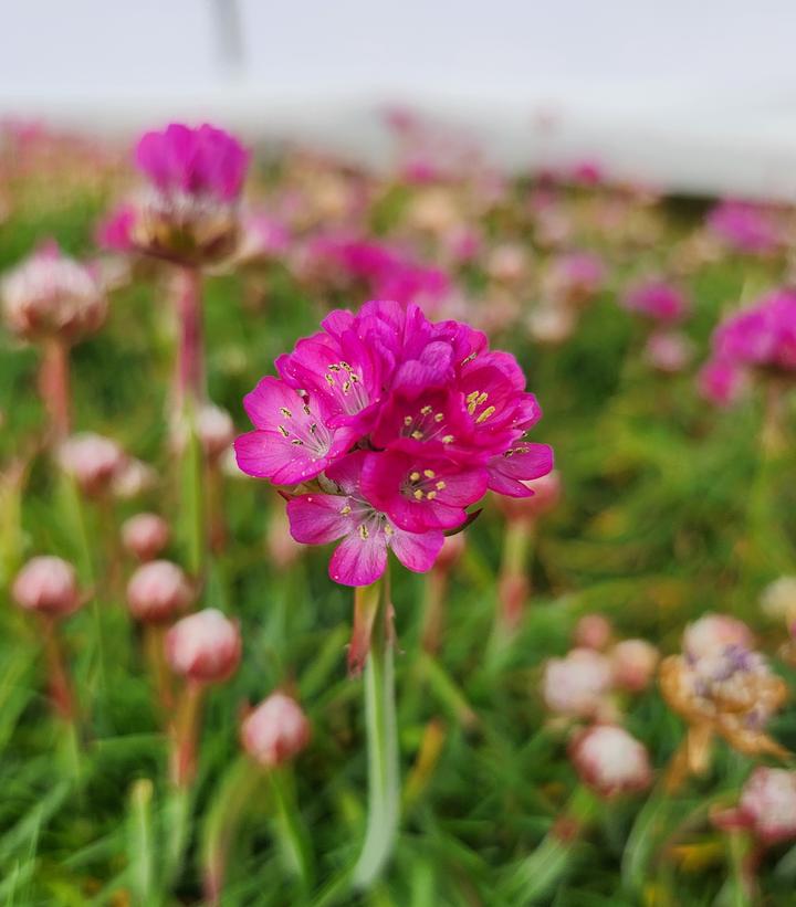 Armeria maritima 'Morning Star Deep Rose'