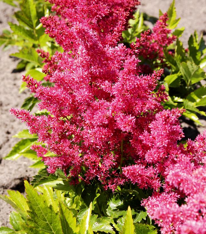 Astilbe x Younique™ 'Ruby Red'