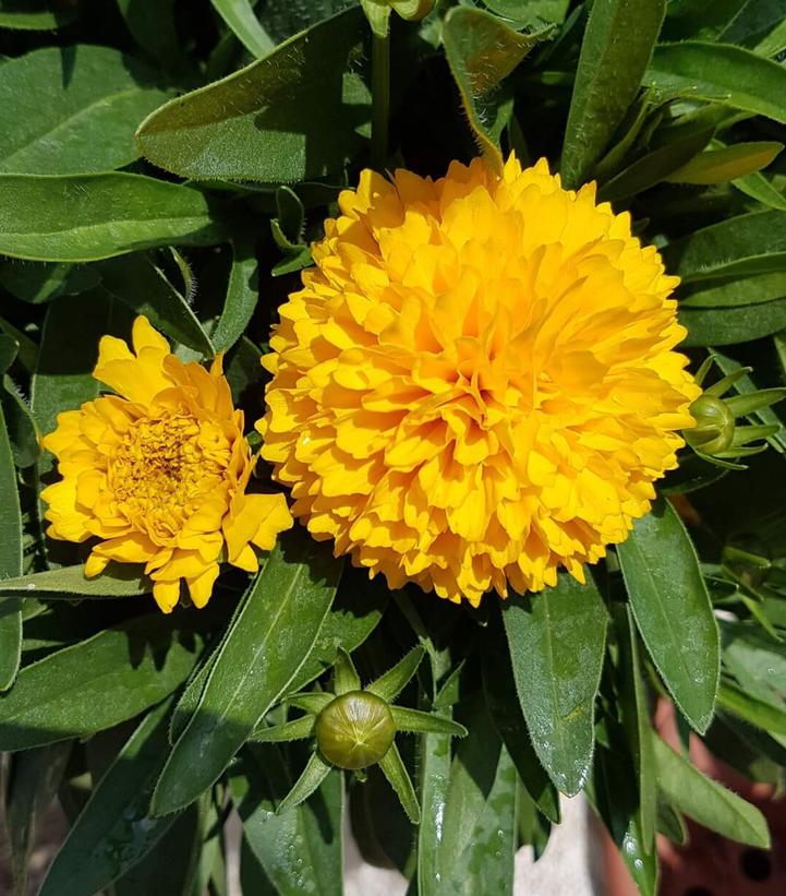 Coreopsis x Solanna™ Golden Sphere