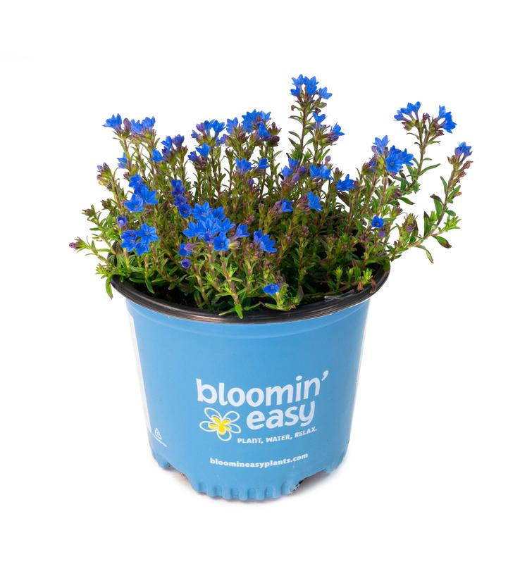 Lithodora Tidepool™ Sky Blue