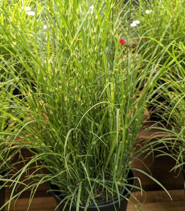 Miscanthus sinensis 'High Frequency'