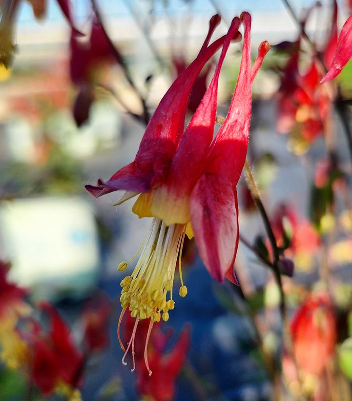 Aquilegia canadensis 'Little Lanterns'