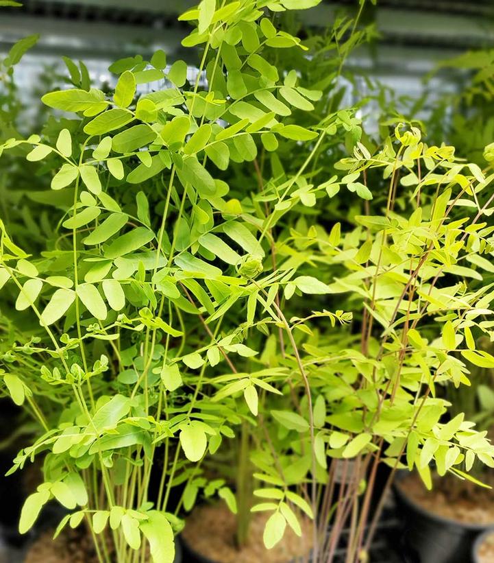 Osmunda regalis 