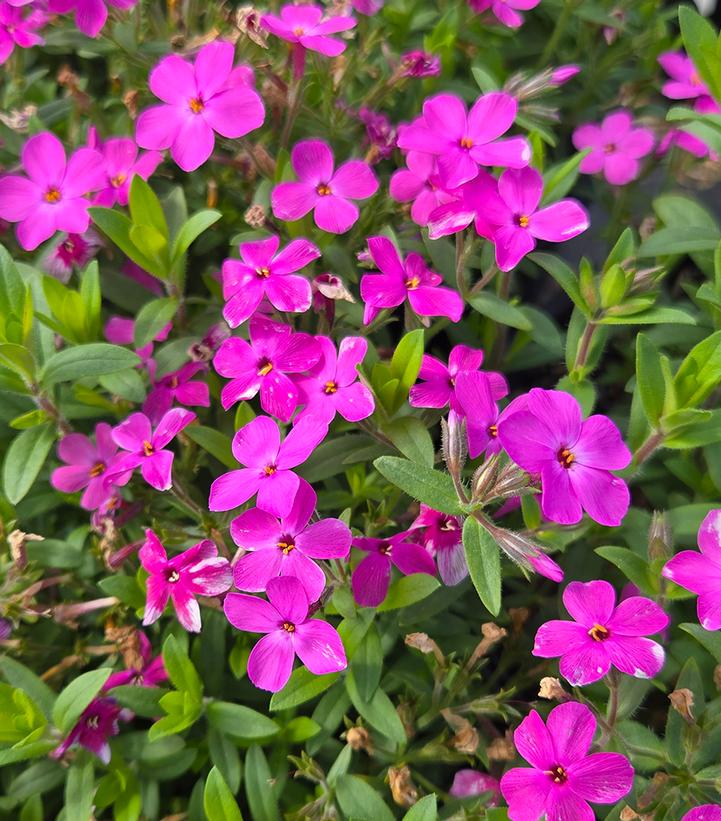 Phlox x Woodlander Pink
