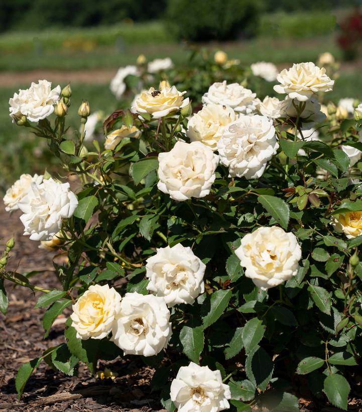Rosa Buttercream Drift®