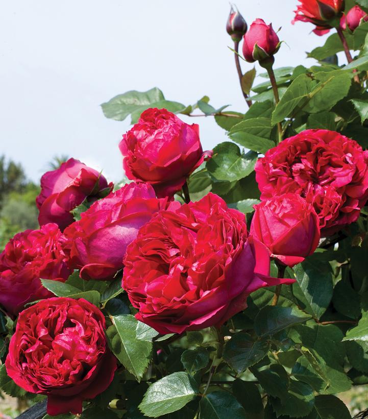 Rosa Eden Climber™ Red