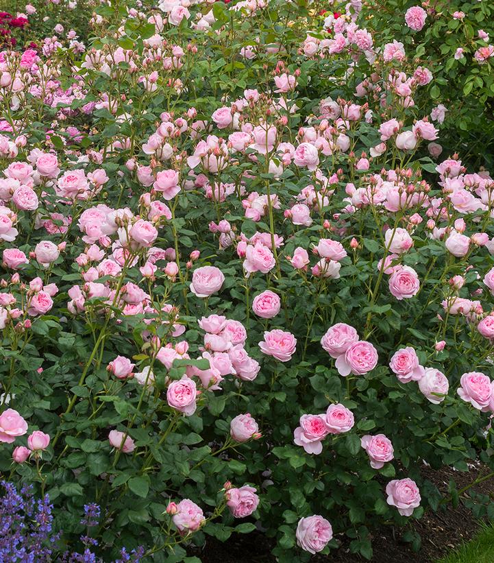 Rosa Scepter'd Isle