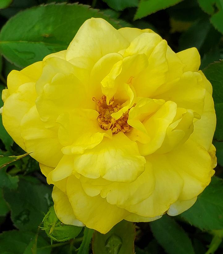 Rosa Easy Elegance® Yellow Brick Road