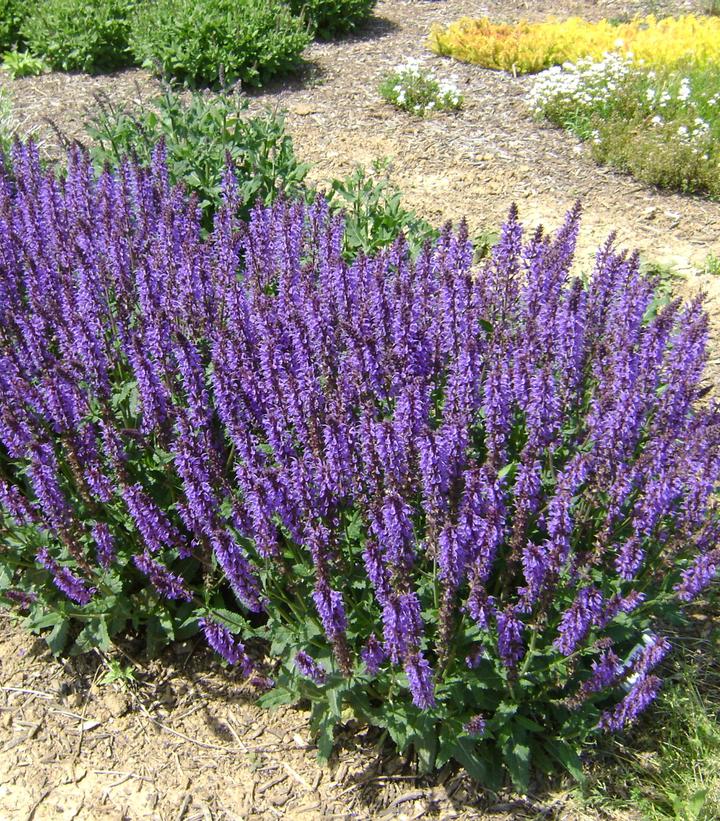 Salvia nemerosa 'Blue by You'