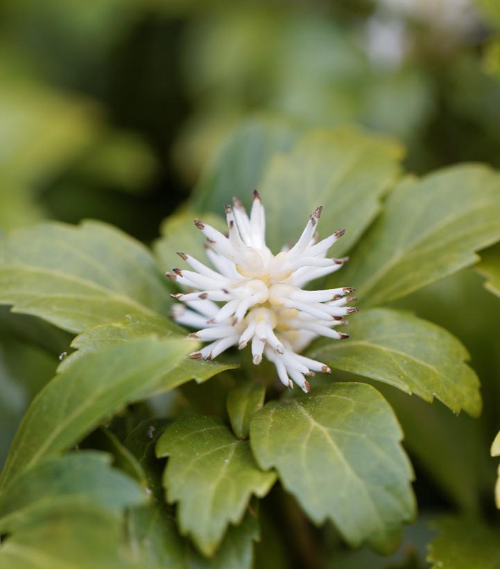 Pachysandra term. 'Green Carpet'