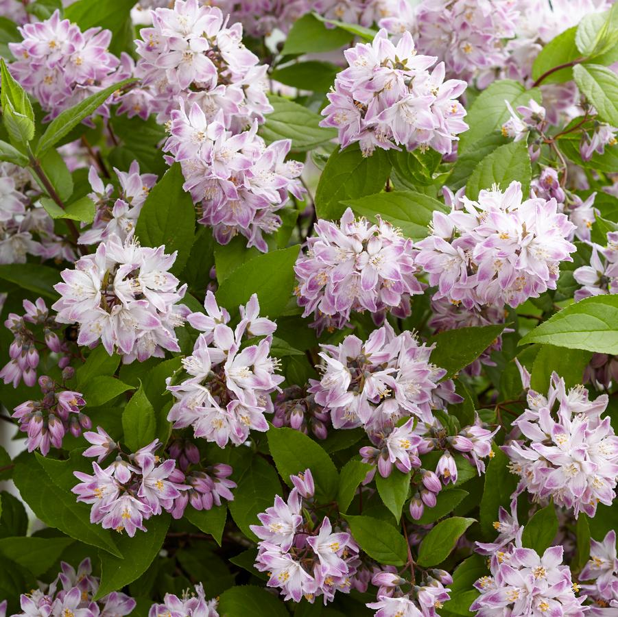 Deutzia x 'Raspberry Sundae'