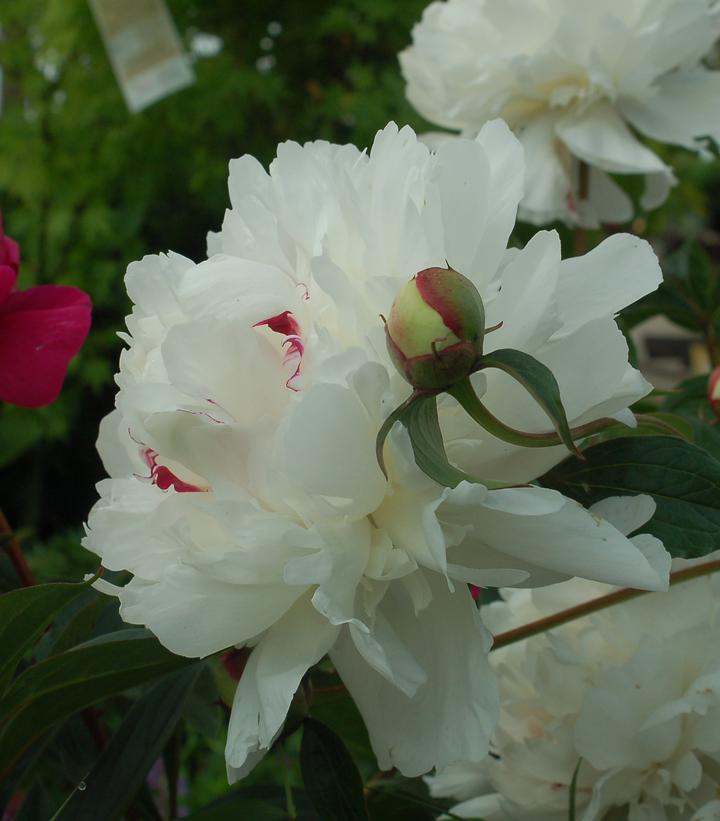 Paeonia lactiflora 'Festiva Maxima'