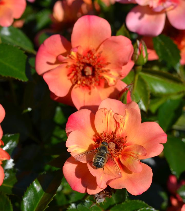 Rosa Flower Carpet® Peach