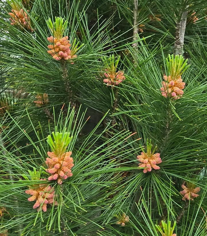Pinus strobus 'Stowe Pillar'
