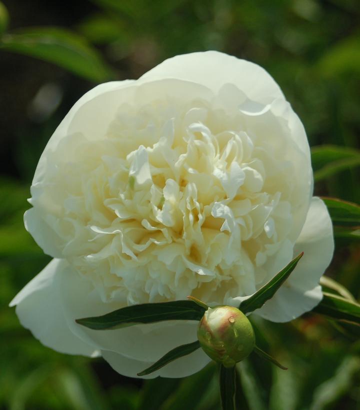 Paeonia lactiflora 'Duchesse De Nemours'