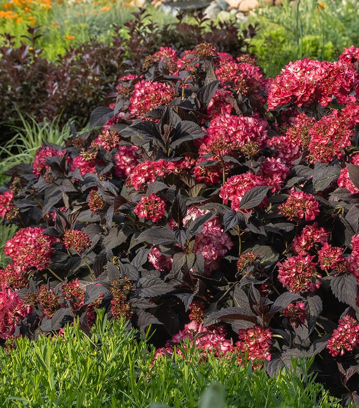 Hydrangea macrophylla Eclipse®
