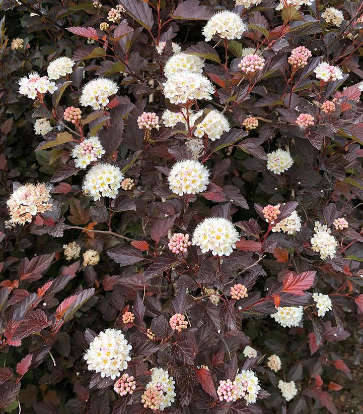 Physocarpus opu. Chroma Chameleon™