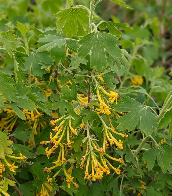 Ribes odoratum Sunny Bouquet™