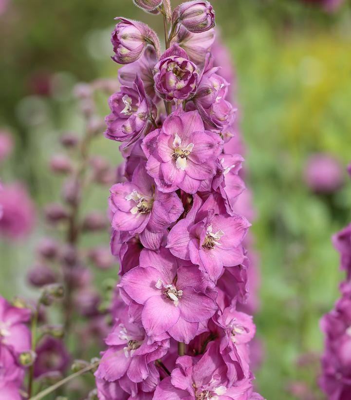 Delphinium x Delgenius™ 'Chantay'