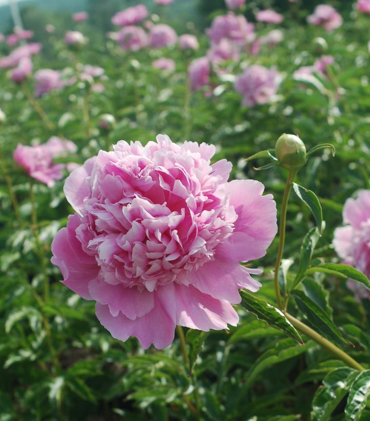 Paeonia lactiflora 'Monsieur Jules Elie'