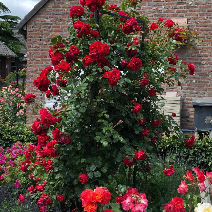 Rosa Arborose® Florentina™ Arborose® Florentina™ Climbing Rose from Prides  Corner Farms