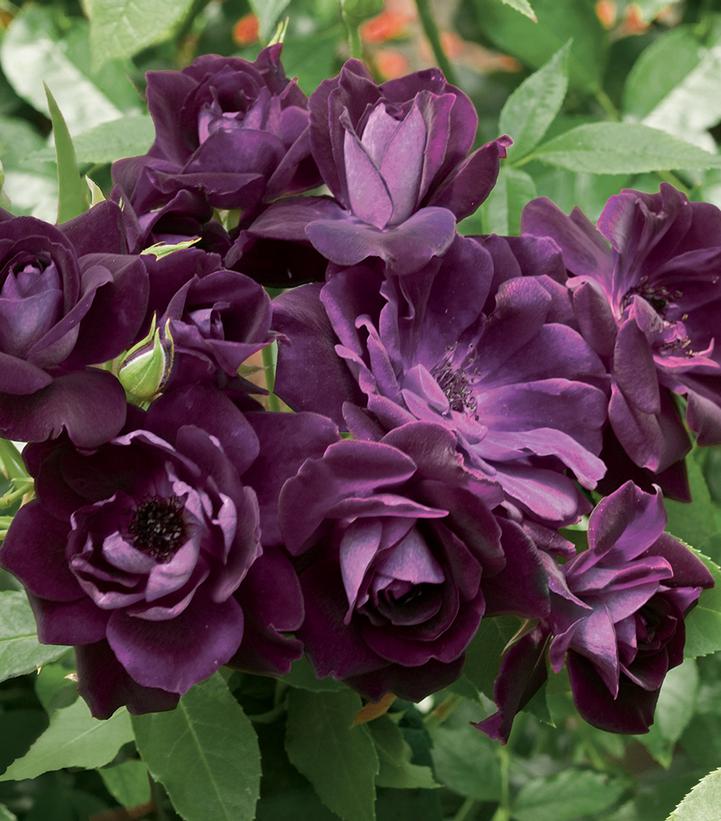 Rosa Burgundy Iceberg