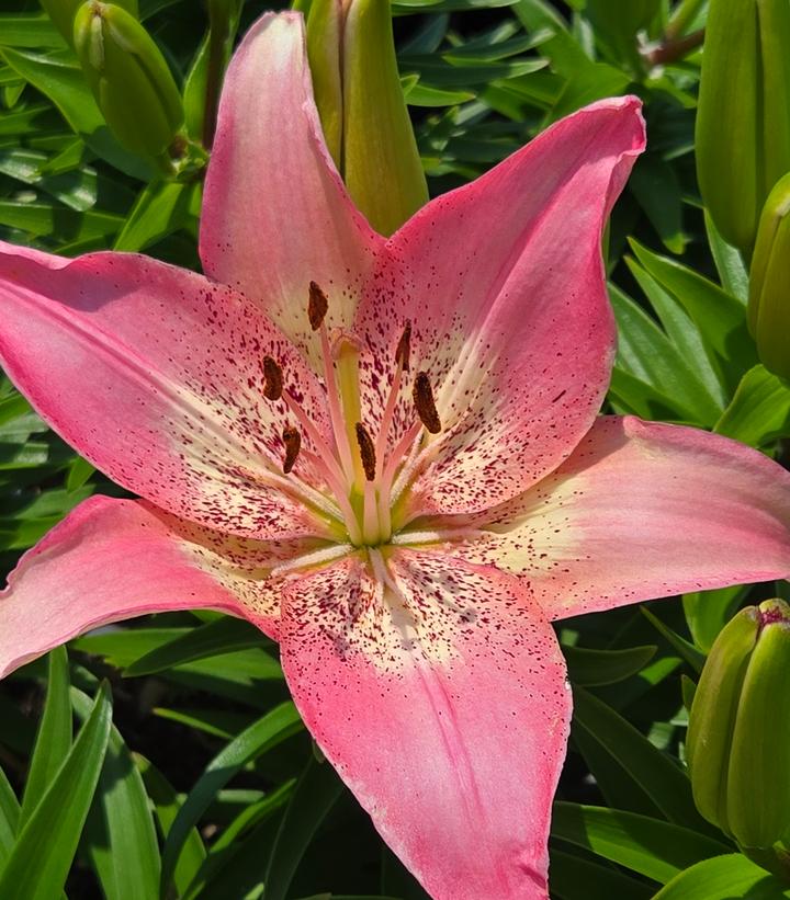 Lilium asiatic 'Hot-Spot Pink'