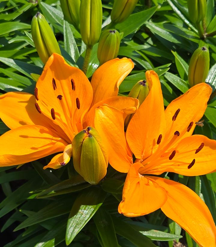 Lilium asiatic Fantasiatic Peach