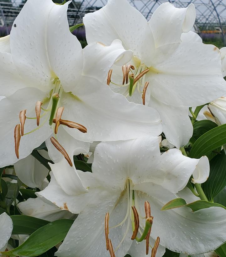 Lilium orientale 'Casa Blanca'