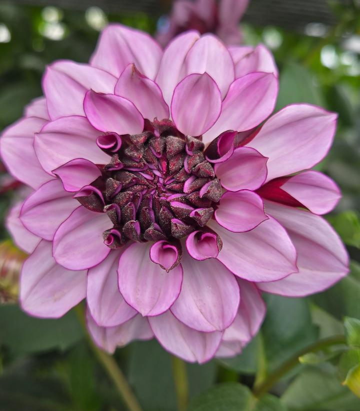 Dahlia 'Crème de Cassis'