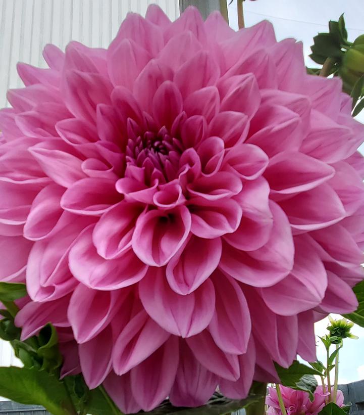 Dahlia 'Lavender Perfection'