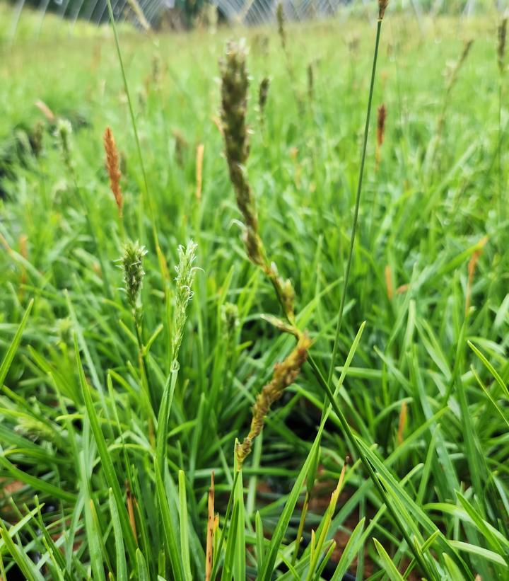 Sesleria x 'Greenlee Hybrid'