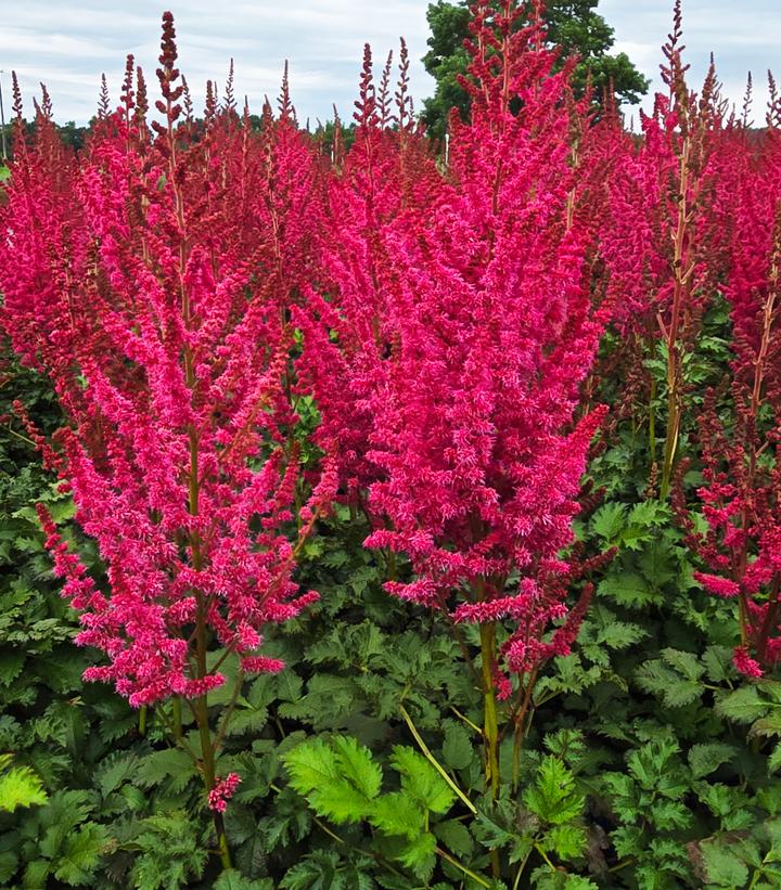 Astilbe chinensis You and Me Forever®