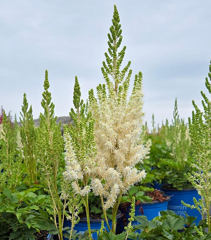 Astilbe chinensis You and Me Together®