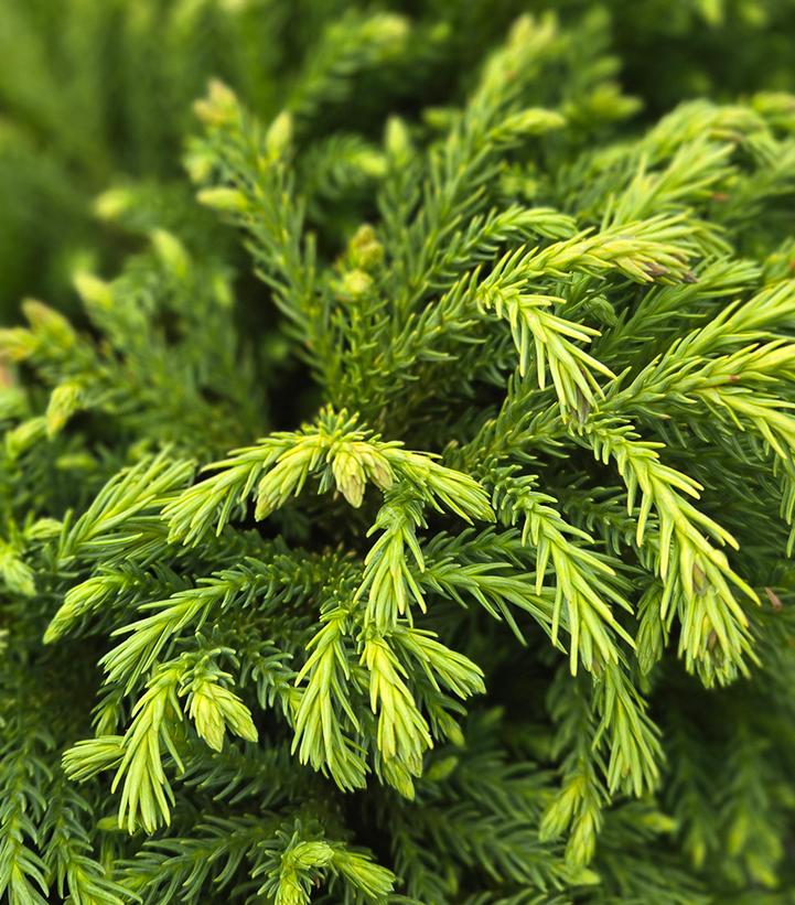 Cryptomeria japonica 'Globosa Nana'