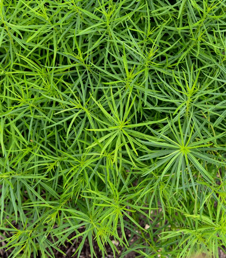 Amsonia x 'String Theory'