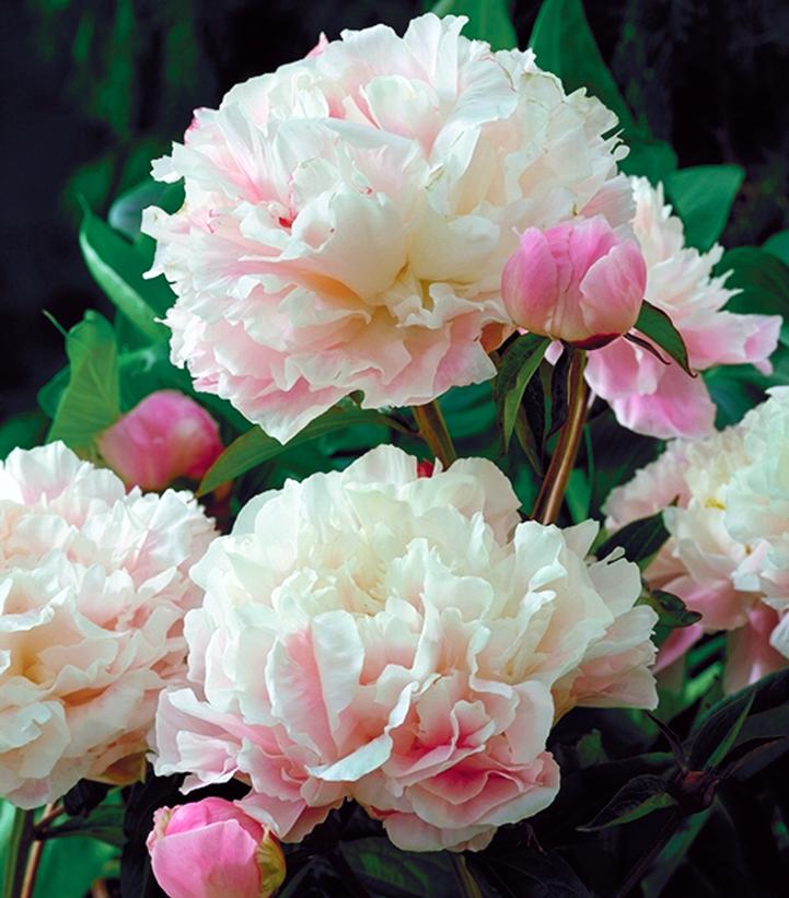 Paeonia lactiflora 'Sarah Bernhardt'