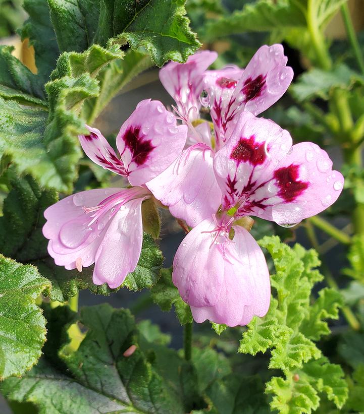 Pelargonium quercifolium 